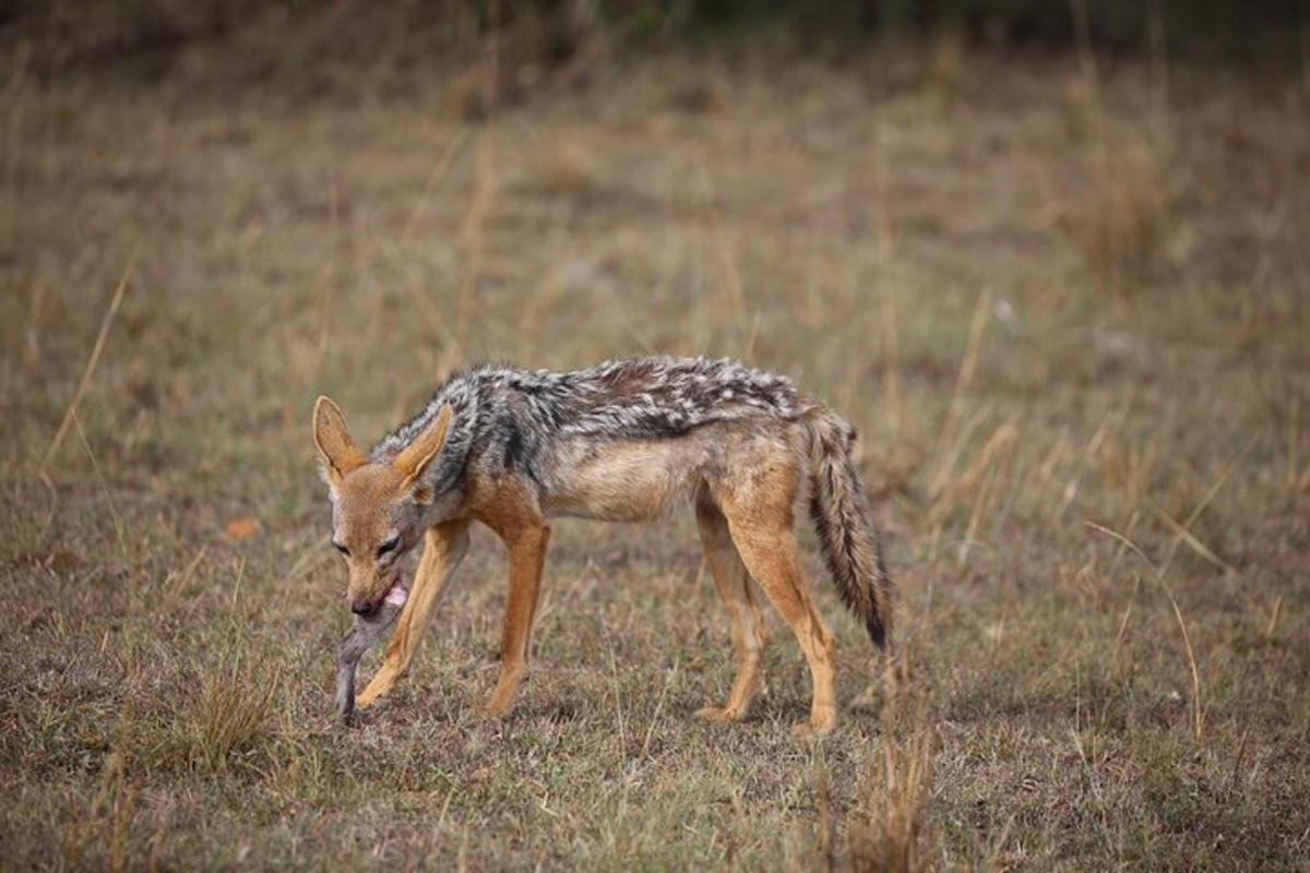 um lobo parado em um campo de grama