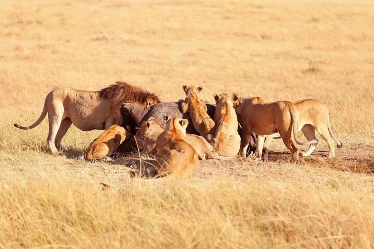 Un grupo de leones de pie en un campo