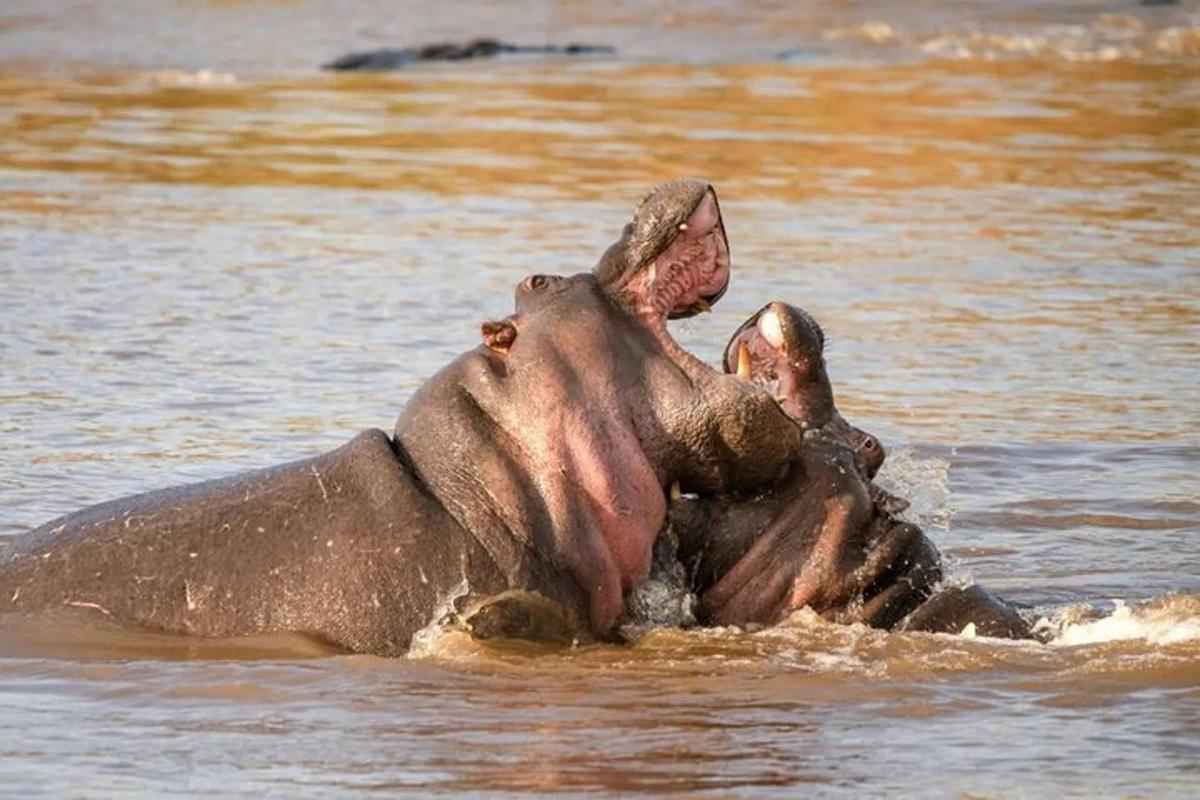 Un hombre montado en el lomo de un elefante en el agua.