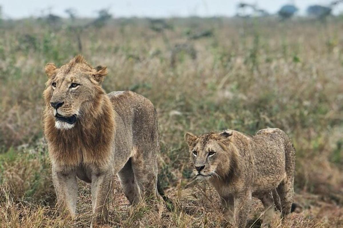 Dos leones caminando en un campo de hierba alta