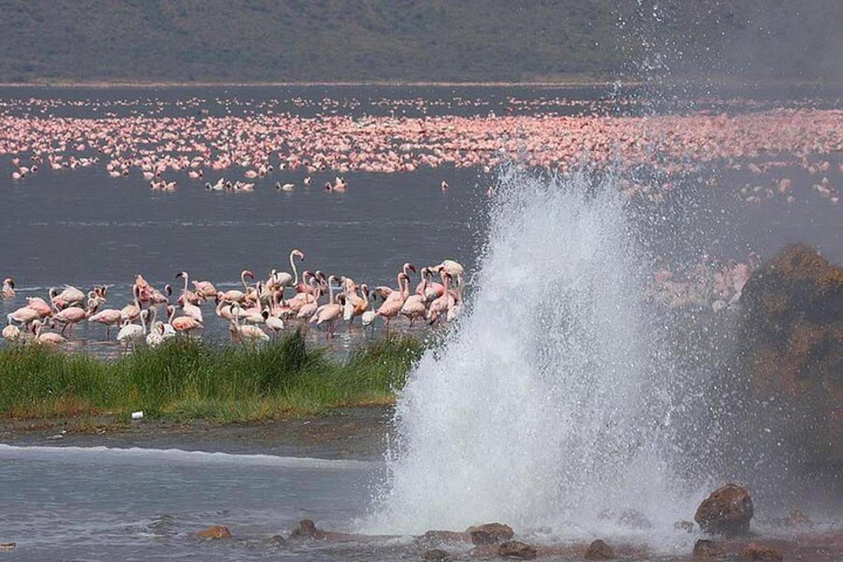 a flock of pink flamingos in a body of water
