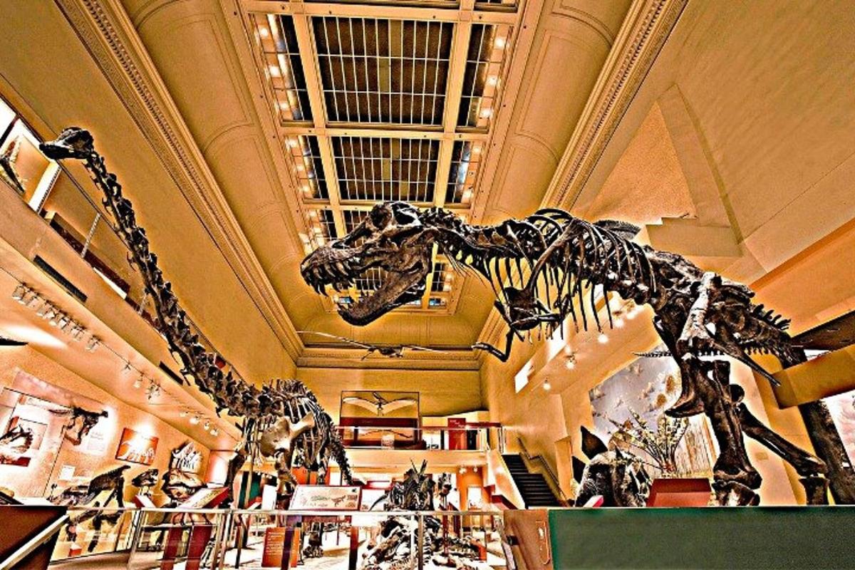 Egy dinoszaurusz csontváza egy múzeumban