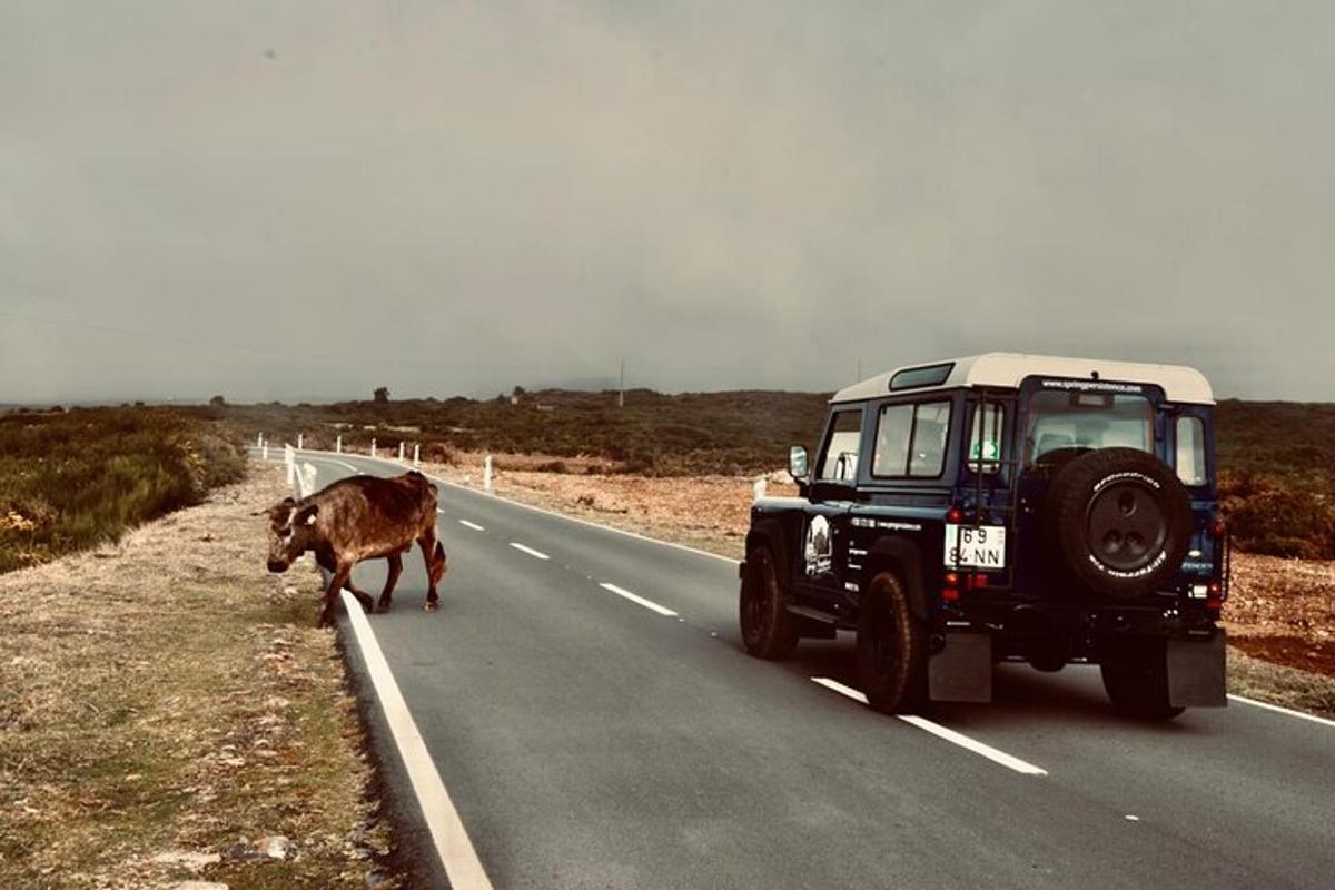 krava, ki stoji ob cesti poleg avtomobila