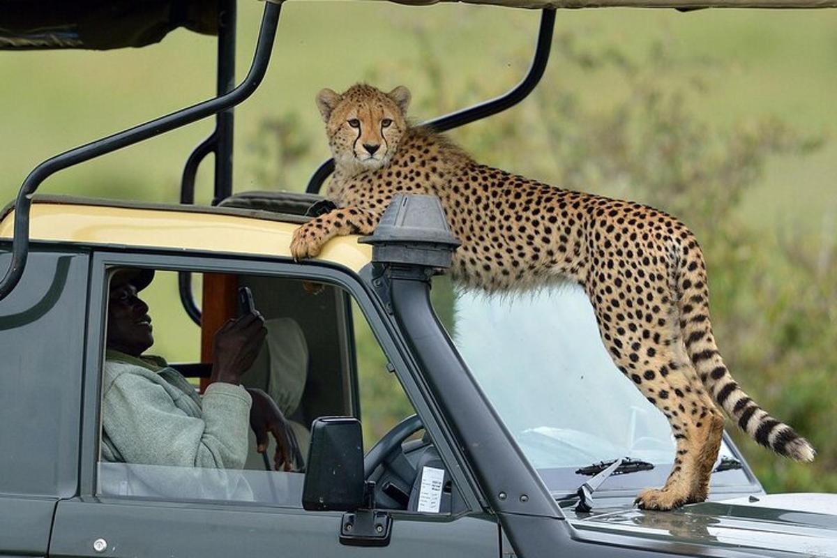 gepard stojící na střeše auta