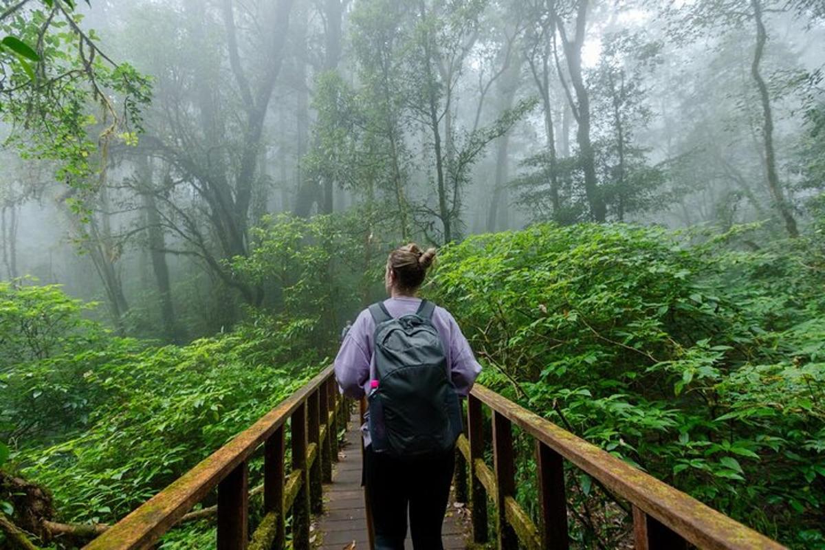 seorang wanita berjalan menyusuri jembatan kayu di hutan