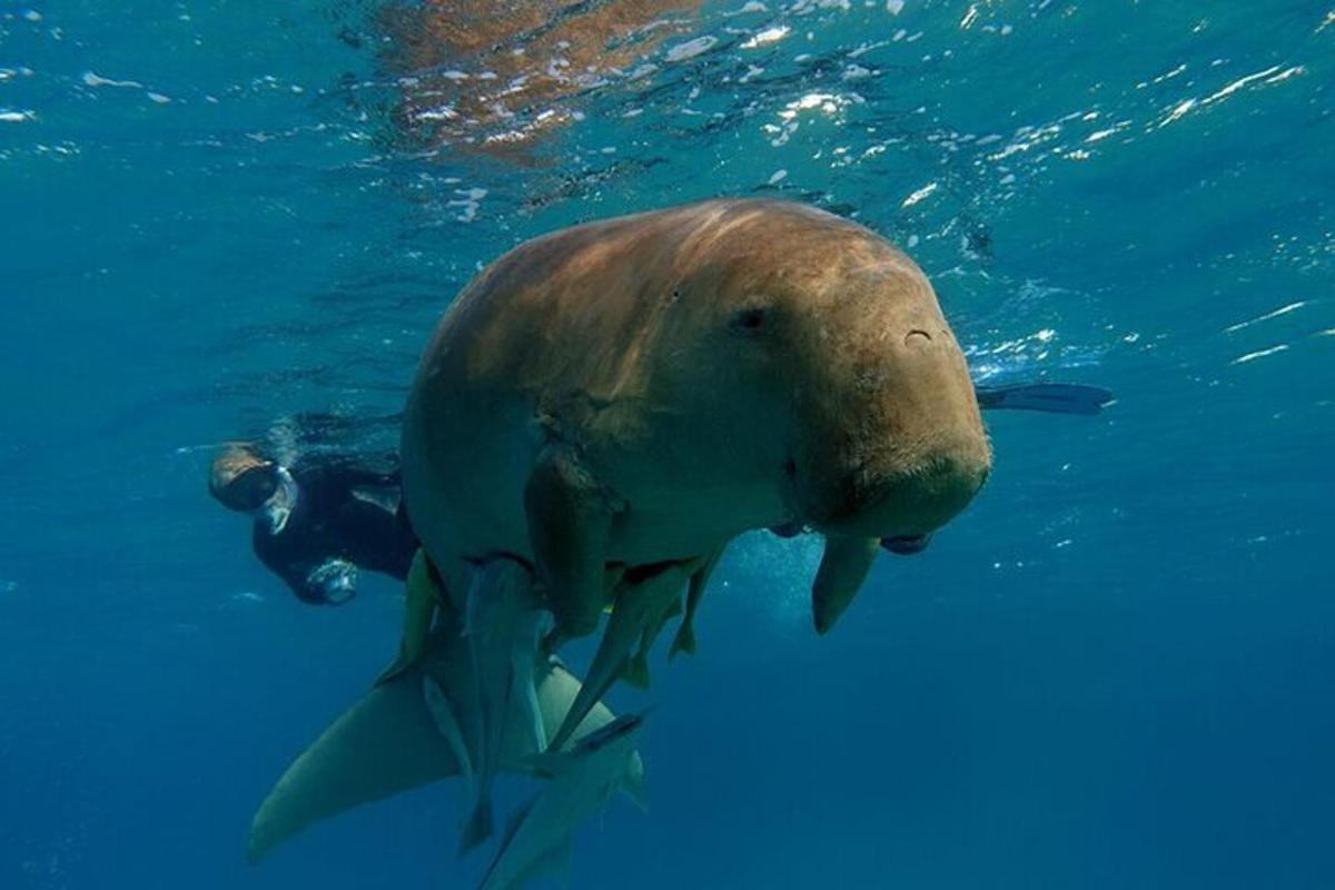 een zeehond die met een duiker in het water zwemt
