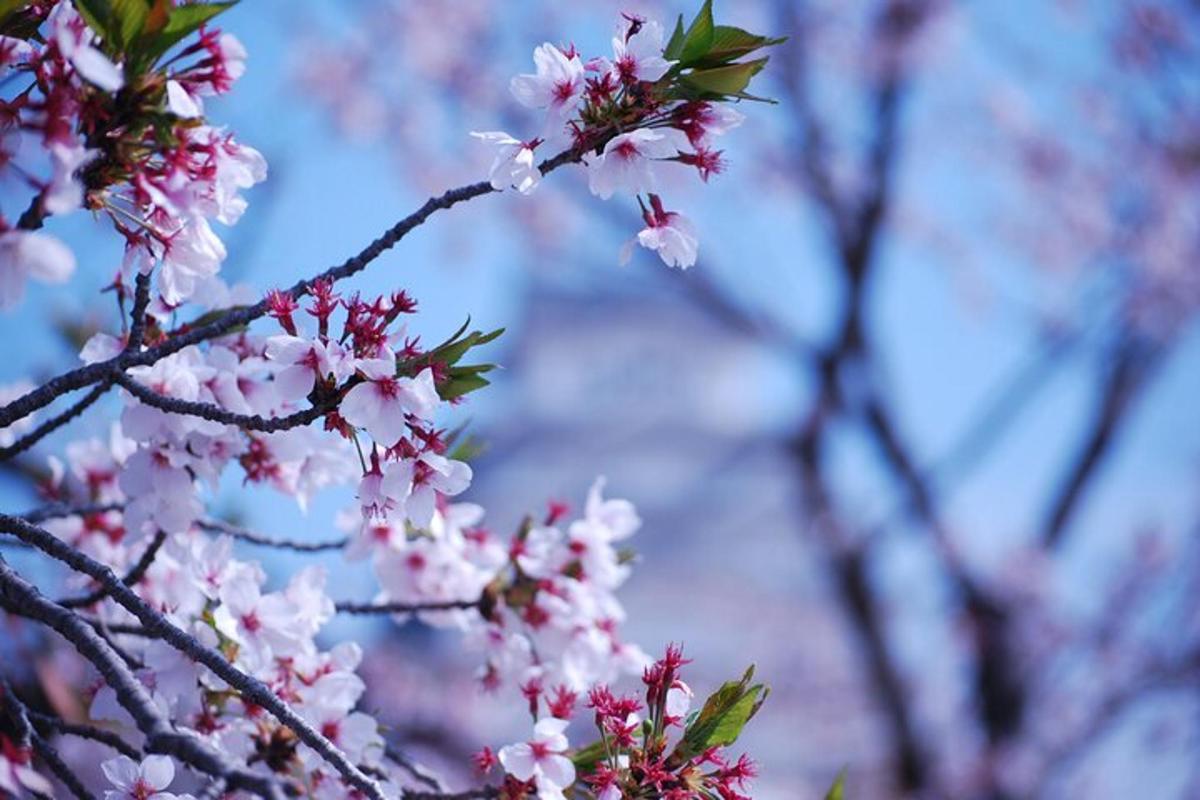 a branch of a tree with pink flowers on it
