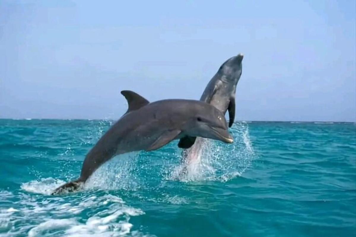a dolphin jumping out of the water