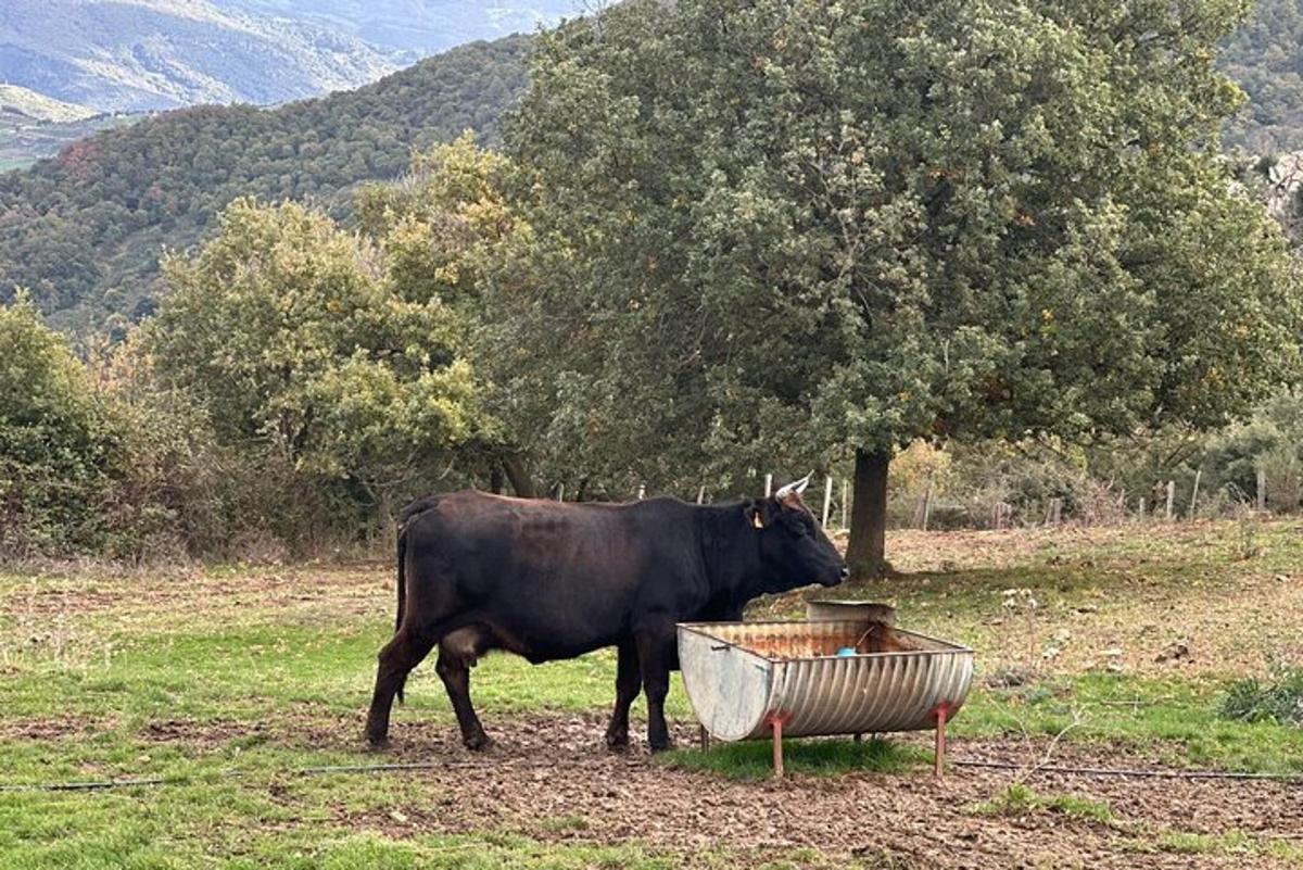Černá kráva stojící vedle koryta na poli