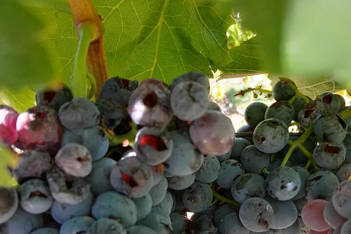 un grappolo d'uva appeso a un albero