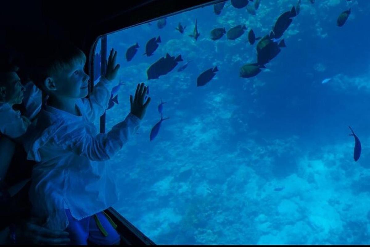 un nen petit mirant peixos en un aquari