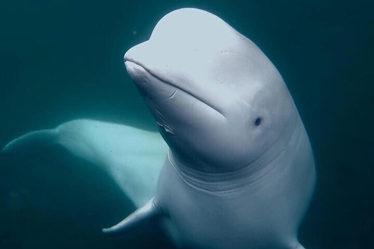 un delfín blanco nadando en el agua