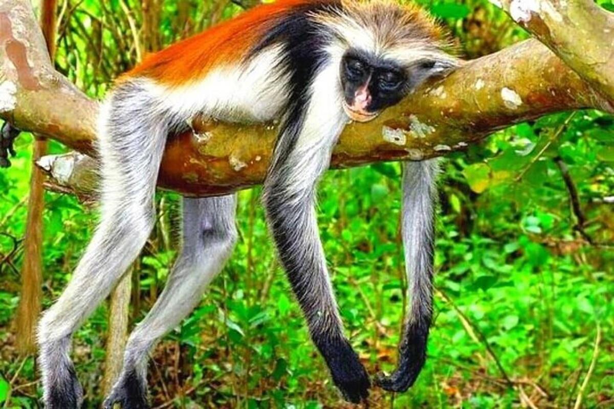 un mico s'enfila a una branca d'arbre