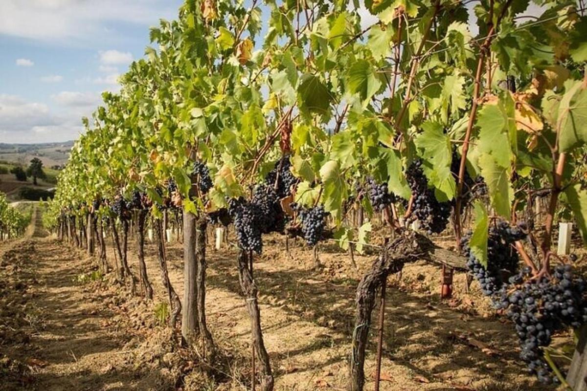 uma fileira de árvores com uvas pretas