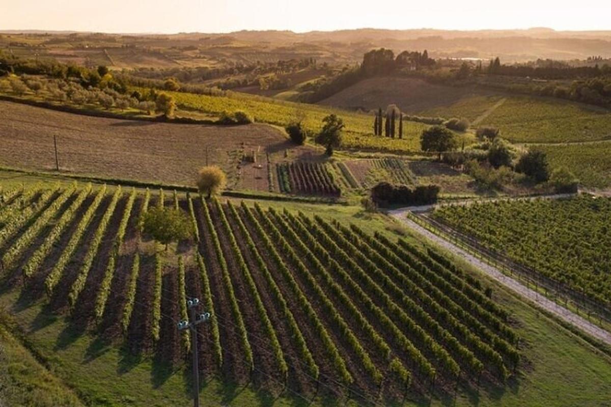 uma vista aérea de um vinhedo em um campo
