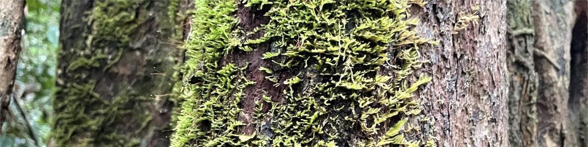 un arbre cobert d'heura verda al costat