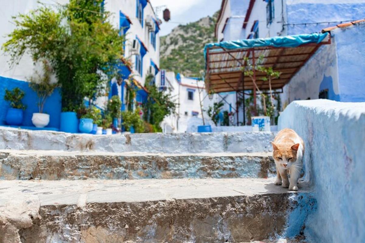 a cat walking down the steps of a building