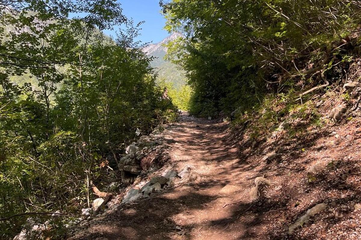 una strada sterrata con alberi sul fianco di una collina