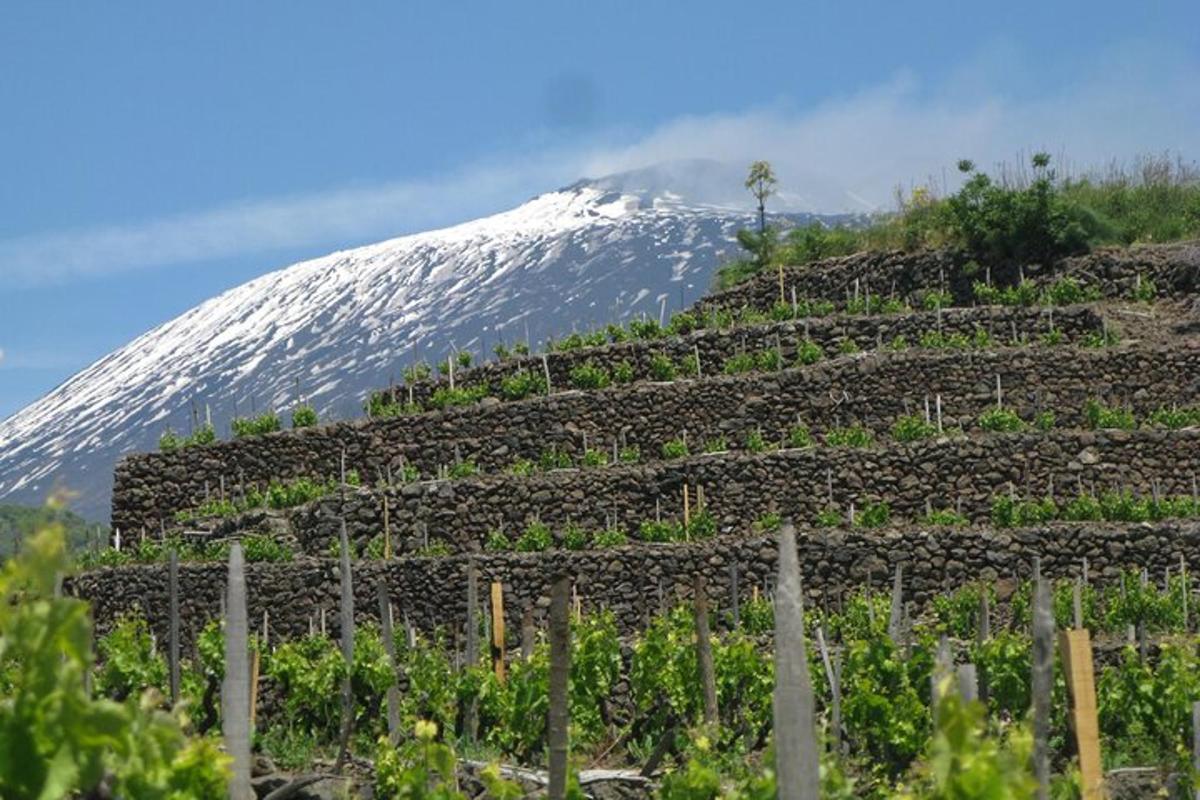 gunung yang dilitupi salji di hadapan ladang anggur dengan gunung