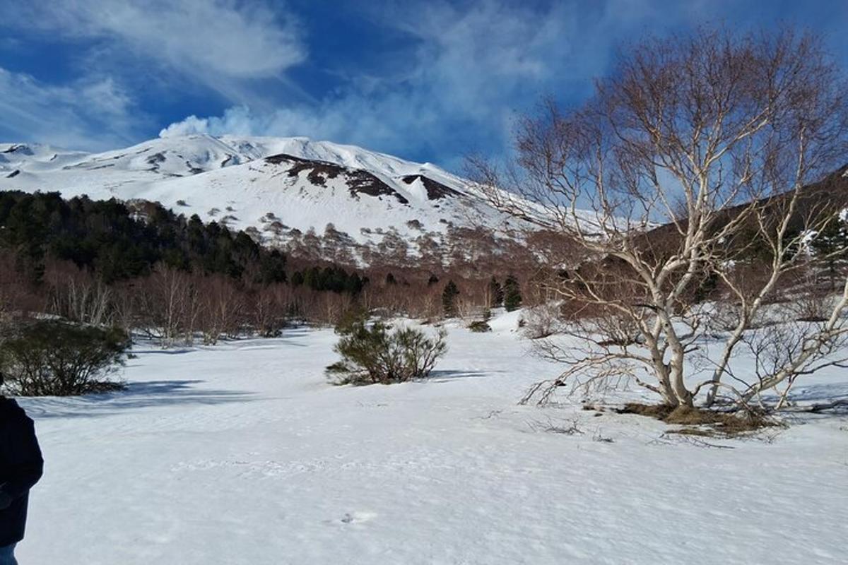 gunung yang dilitupi salji dengan pokok di latar depan