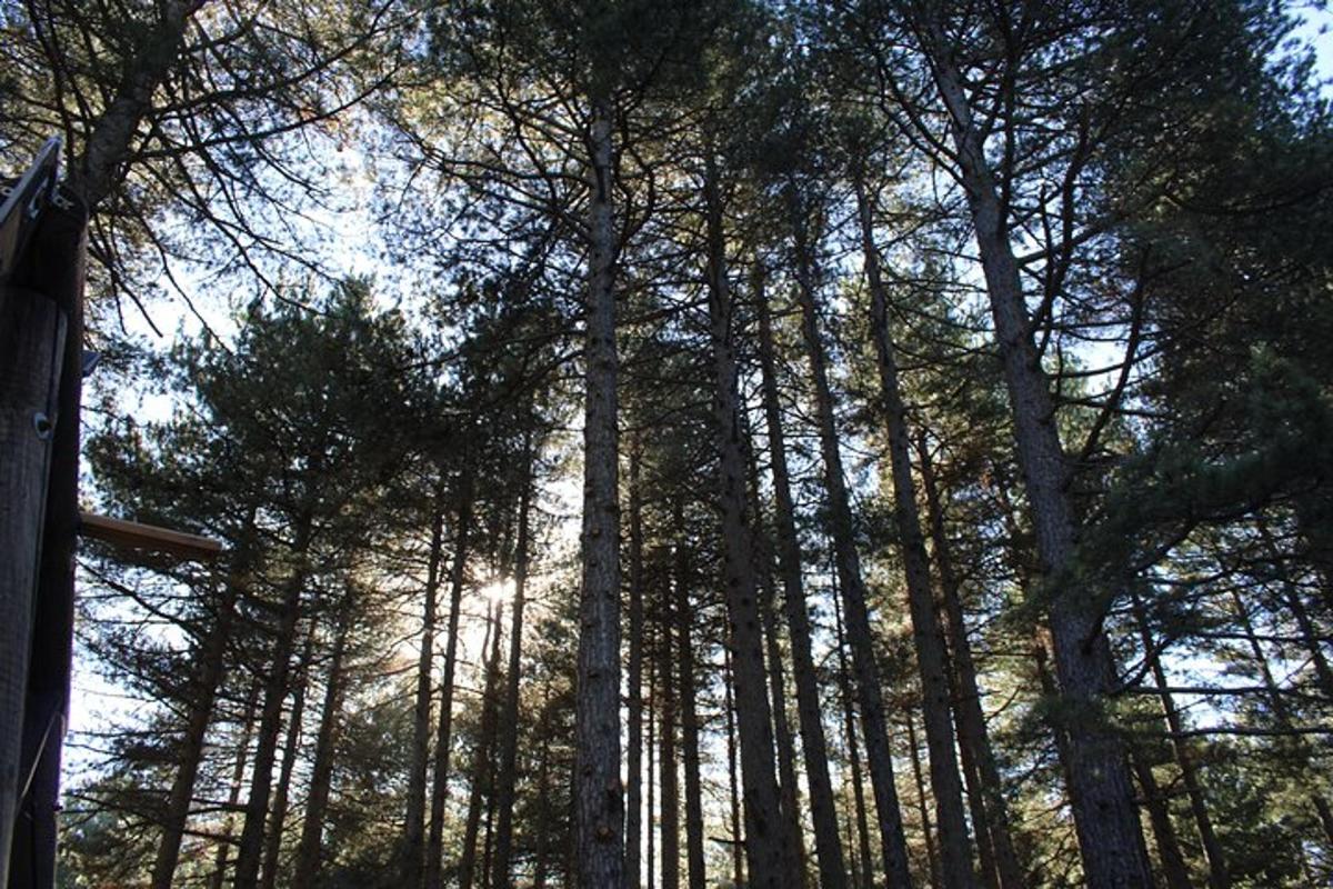 sekumpulan pokok tinggi di dalam hutan