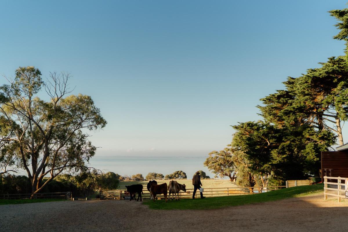 a person standing next to a group of cows on a road