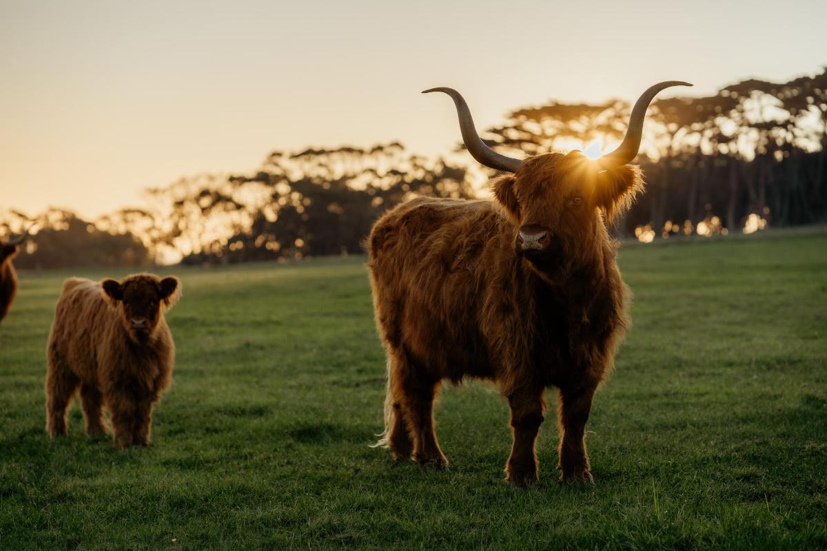 a cow and a calf standing in a field