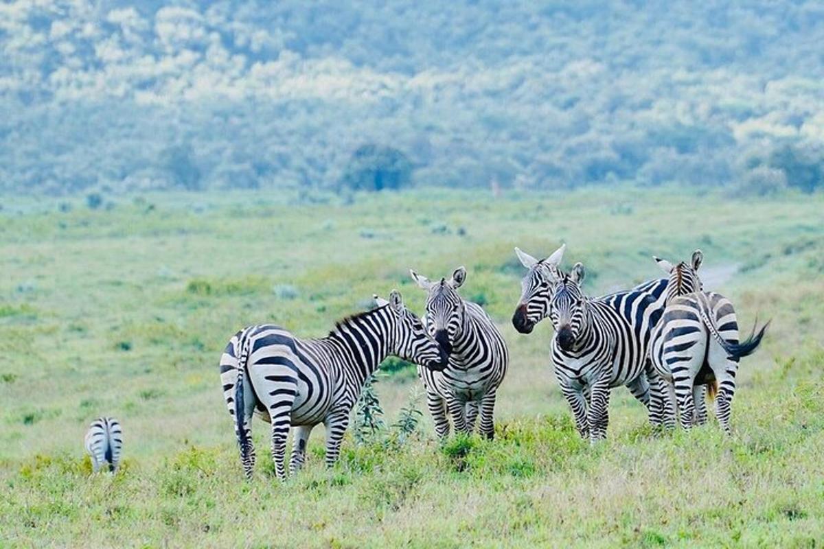 a group of zebras standing in a field