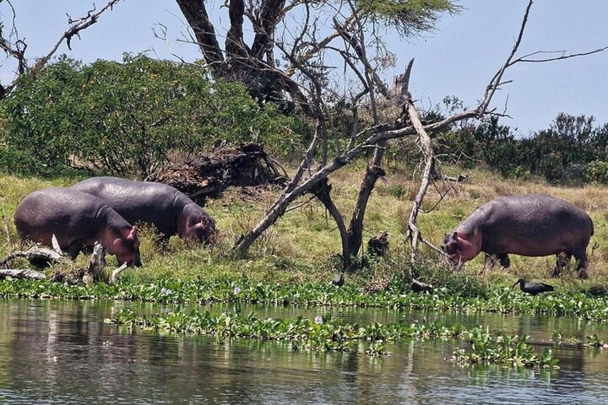 水辺の近くの草地で草を食む3頭の豚