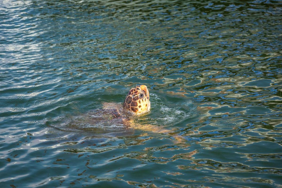 a turtle swimming in a body of water