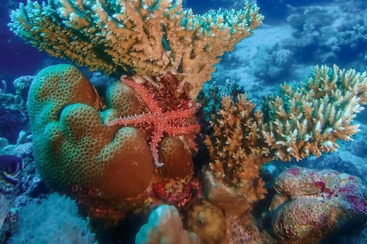 terumbu karang dengan bintang laut di atasnya