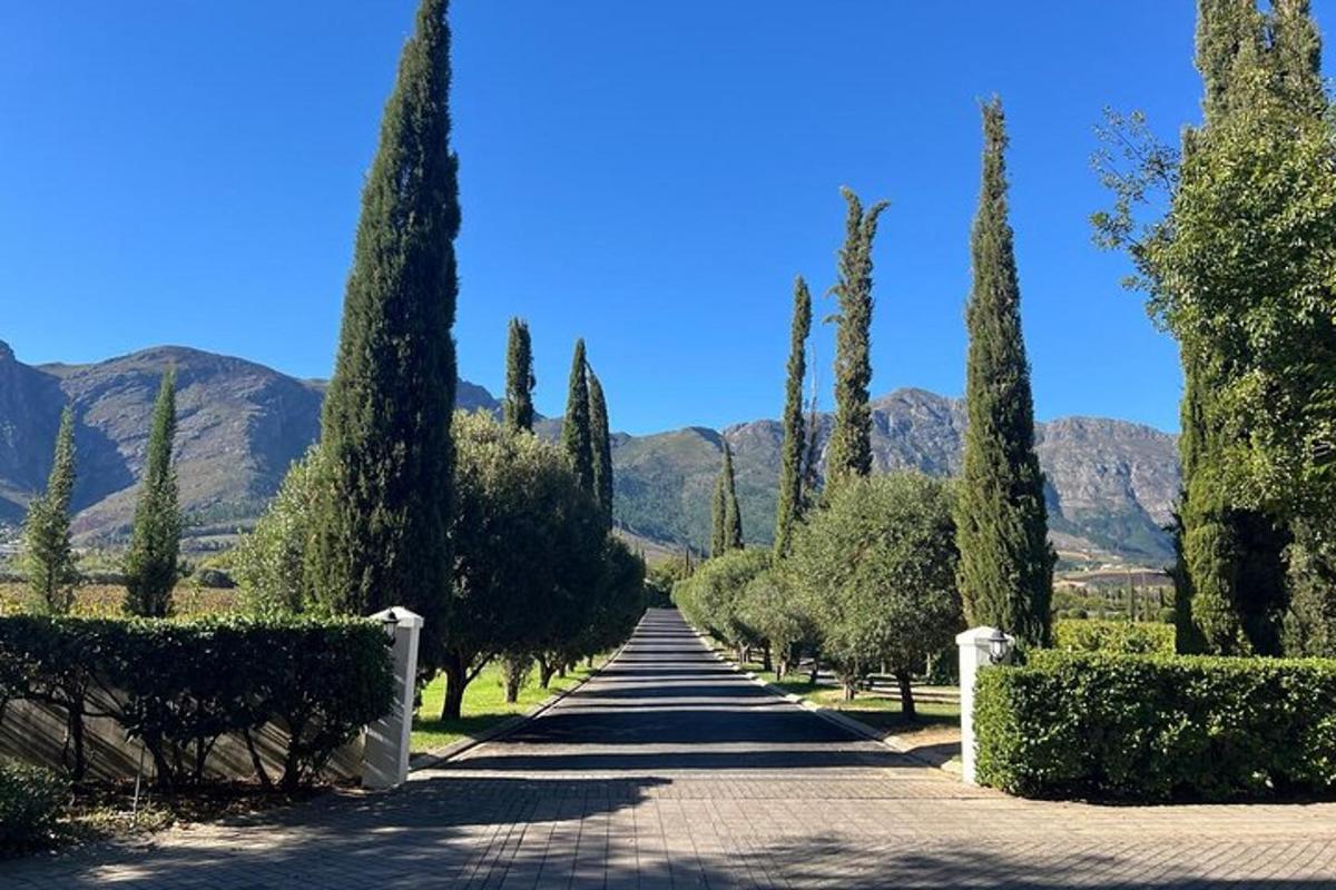 a road with cypress trees and mountains in the background