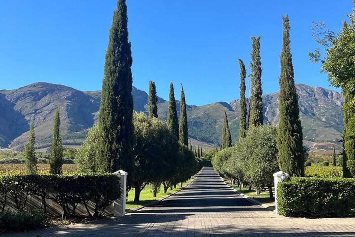 a road with cypress trees and a mountain in the background