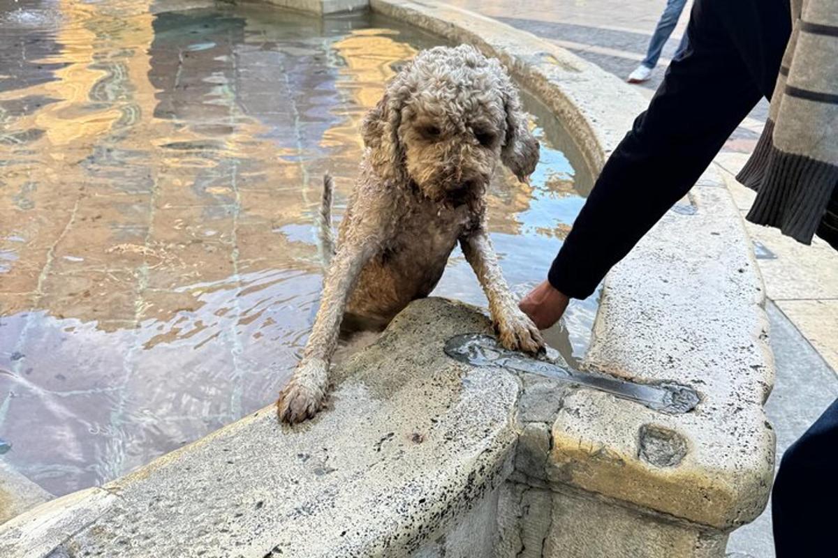 a dog sitting on a ledge next to a fountain