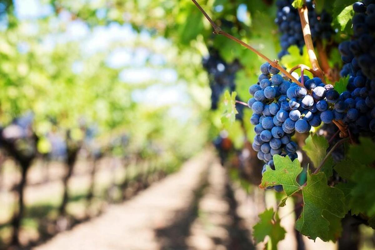 un grappolo d'uva appeso in un vigneto