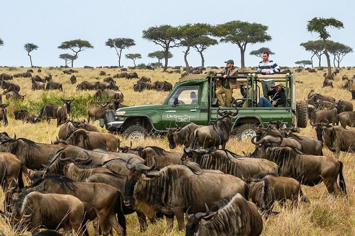 people in a green truck in a herd of animals