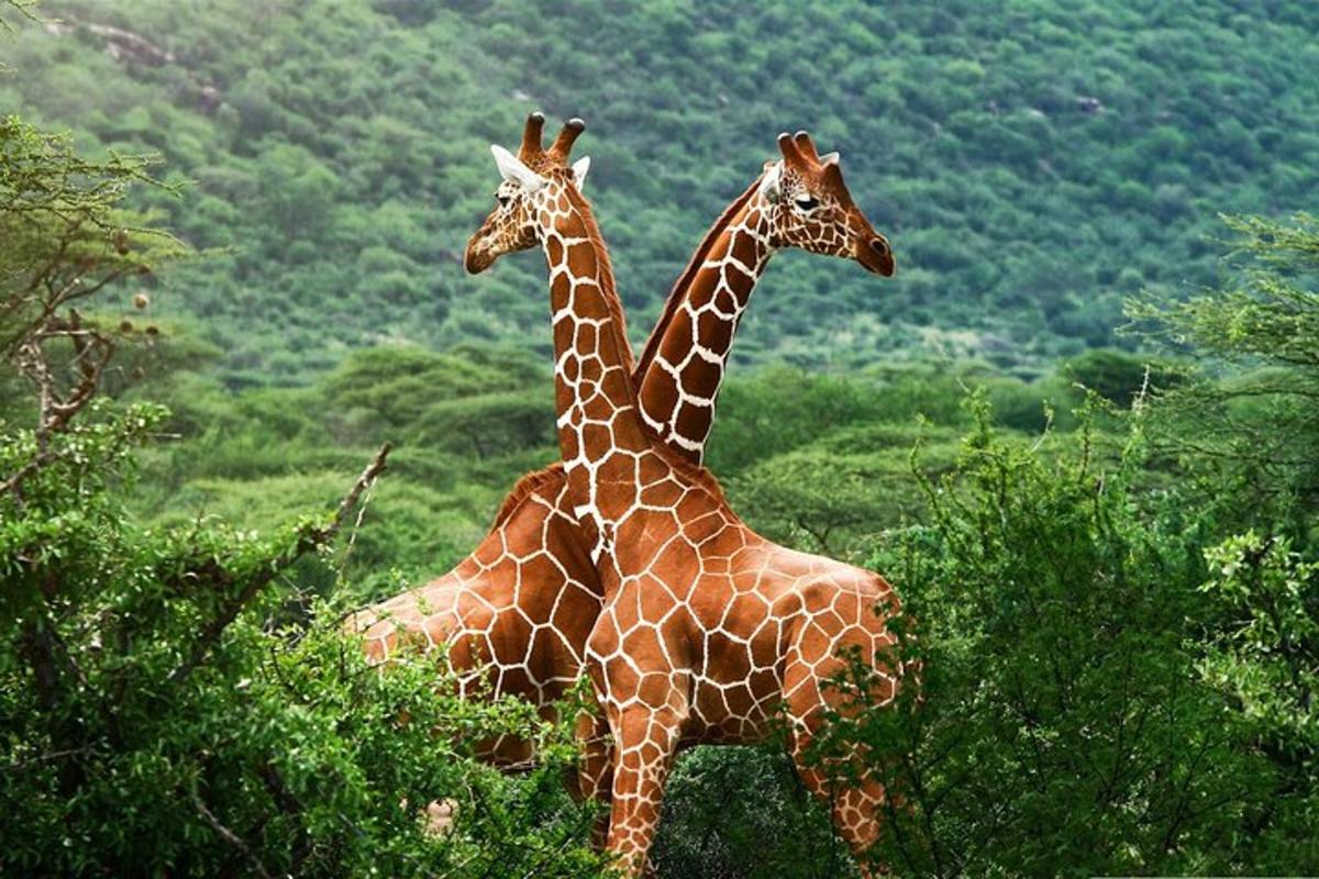 two giraffes standing next to each other in a field