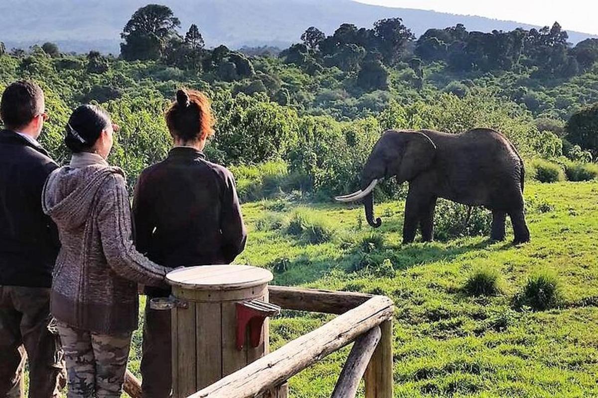 a group of people looking at an elephant in a field