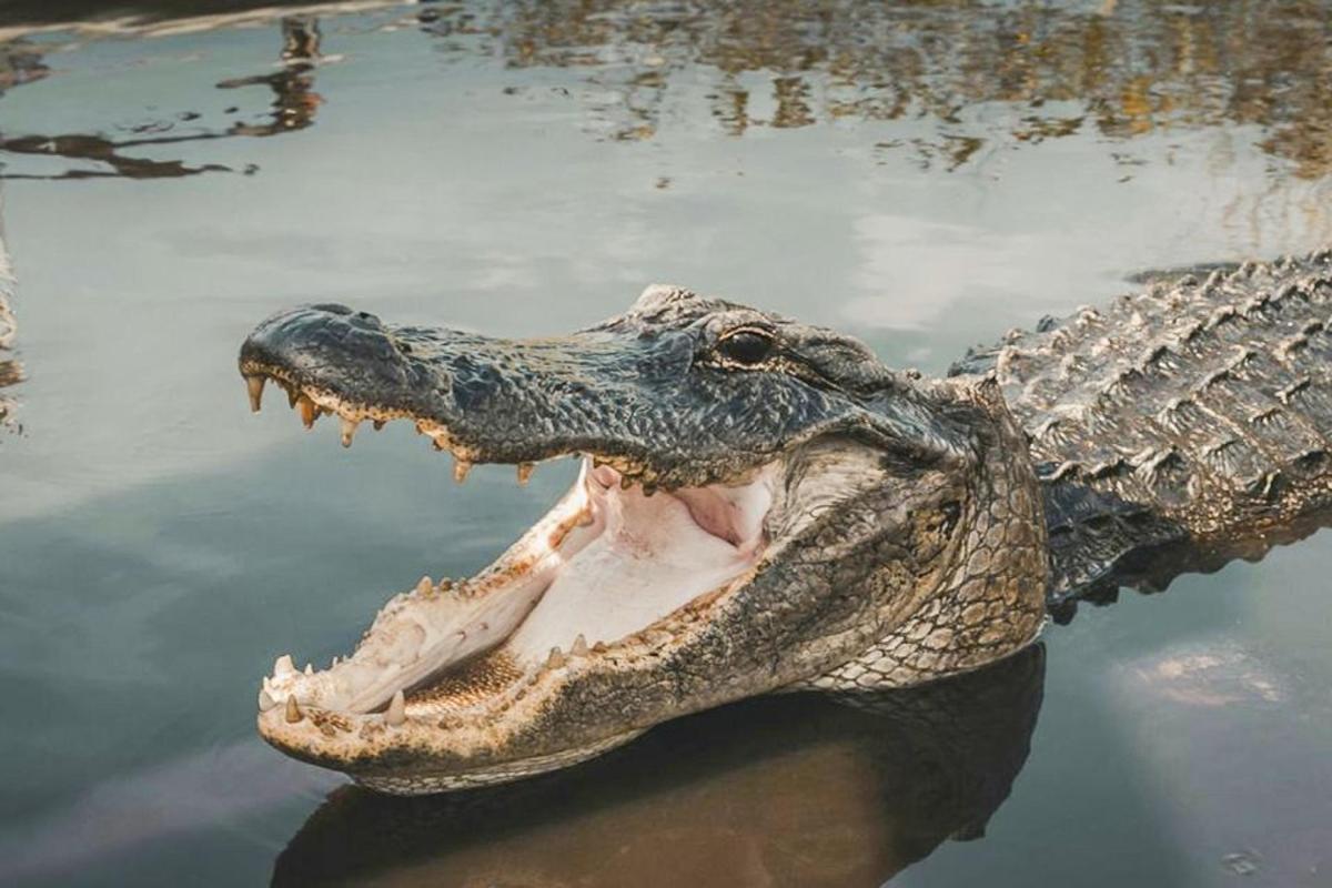 an alligator with its mouth open in the water
