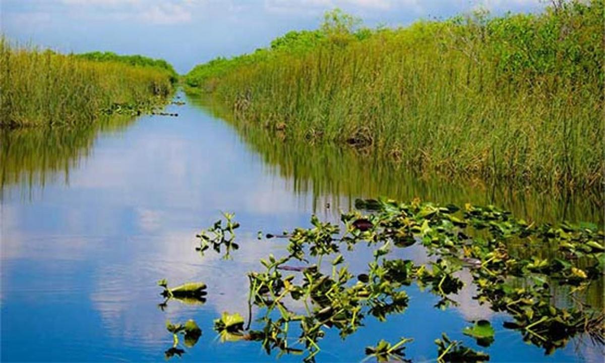 a river with lots of plants in the water