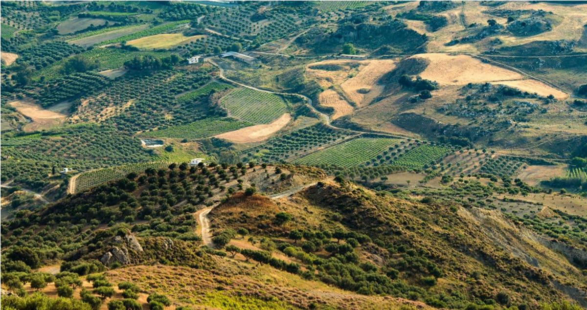 Zračni pogled na pobočje z vinogradi in drevesi