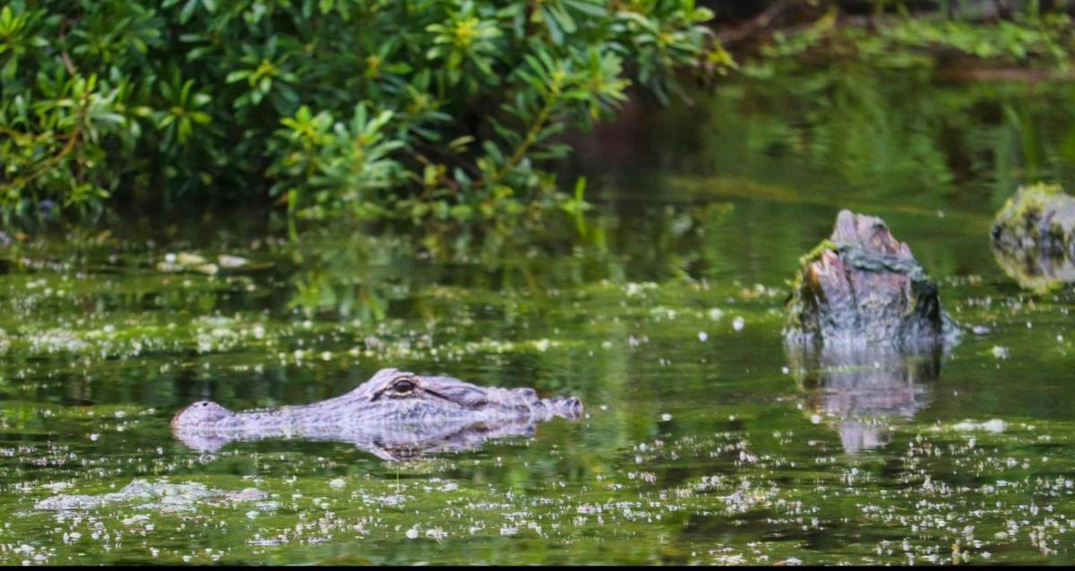 Un caimán flotando en el agua de un estanque.