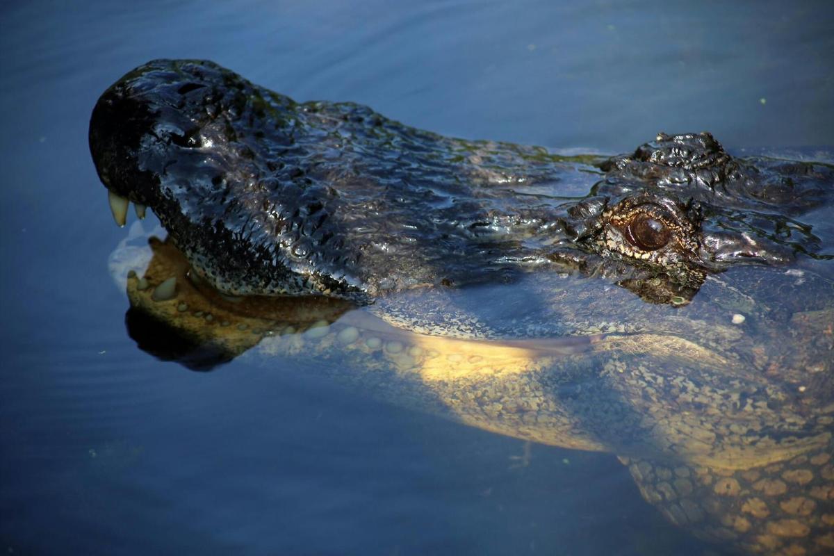 Un caimán flotando en el agua con la boca abierta