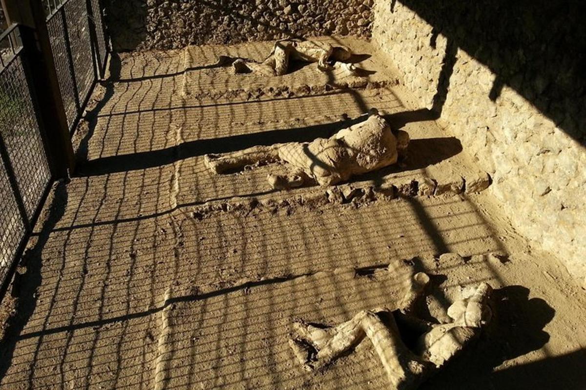 um animal morto deitado no chão em uma gaiola