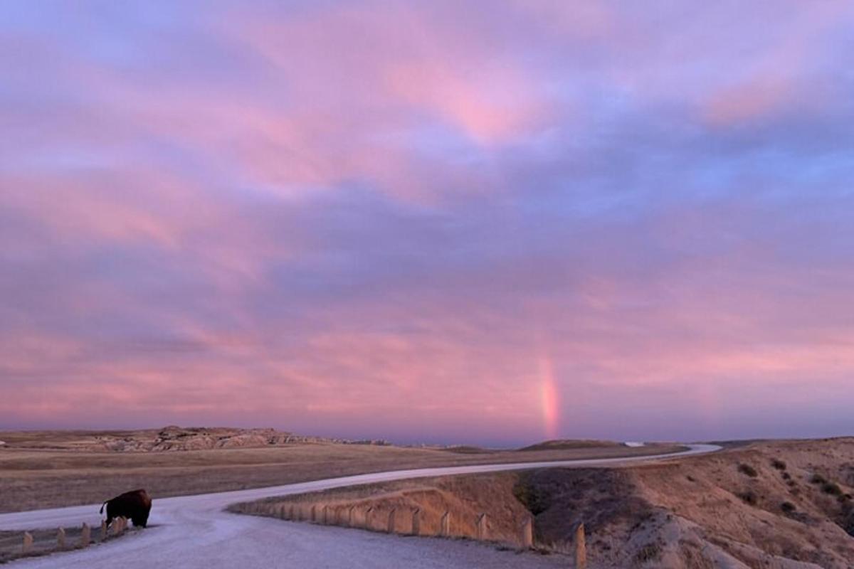 一头牛走在路上，天空中挂着彩虹