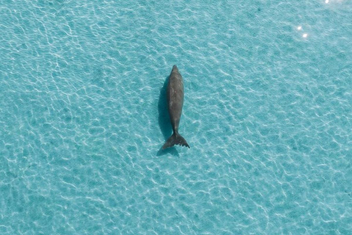a dolphin swimming in the blue water