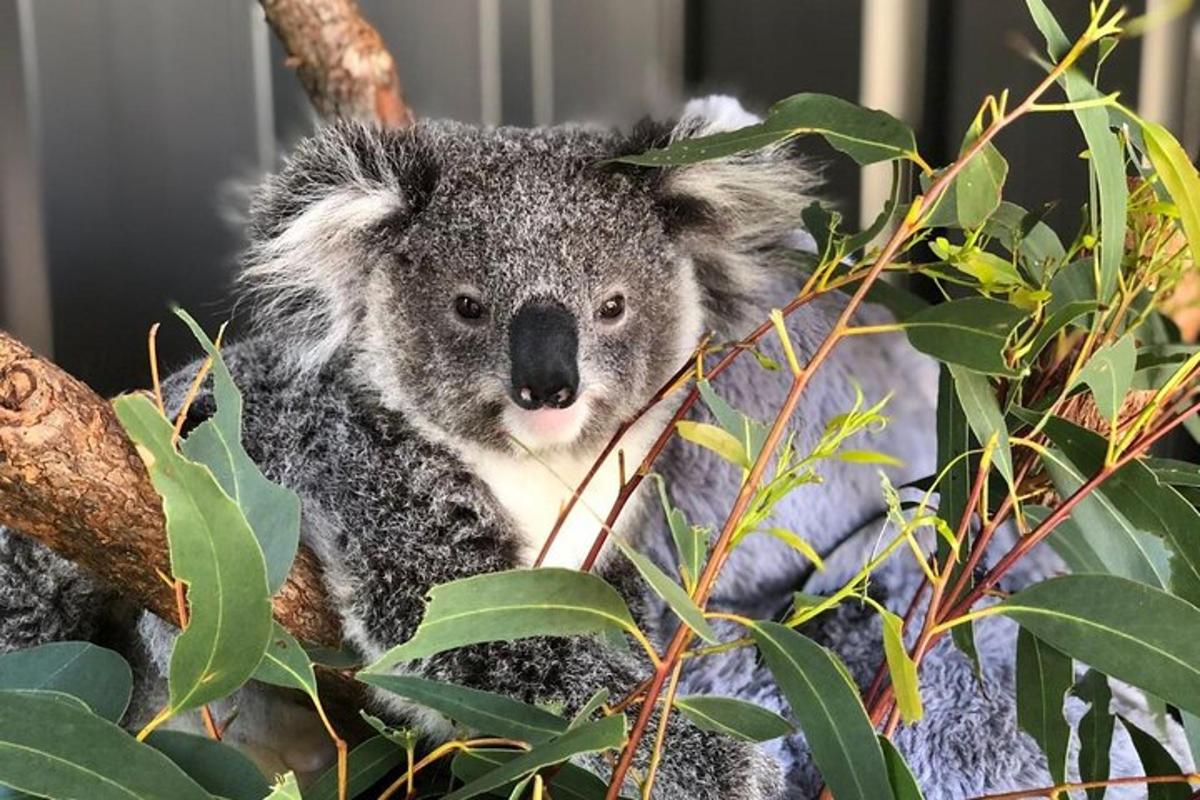 Koala sedí na stromě