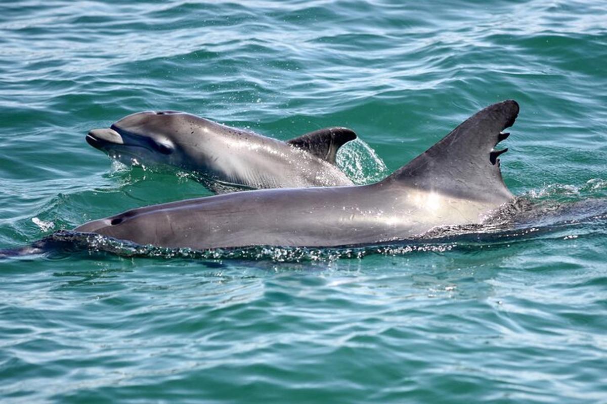 due delfini nuotano nell'acqua
