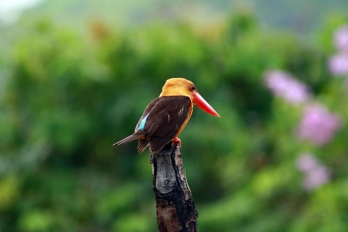 un uccello seduto in cima a un ramo di un albero