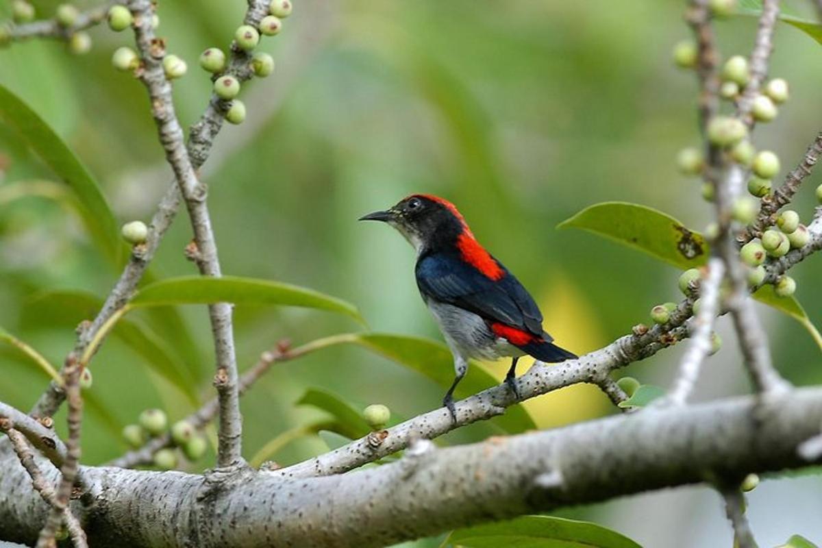 un uccello rosso e nero seduto su un ramo di un albero